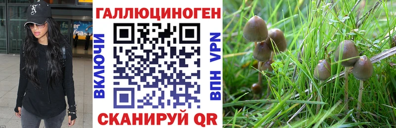 Галлюциногенные грибы Psilocybe  Тихвин 