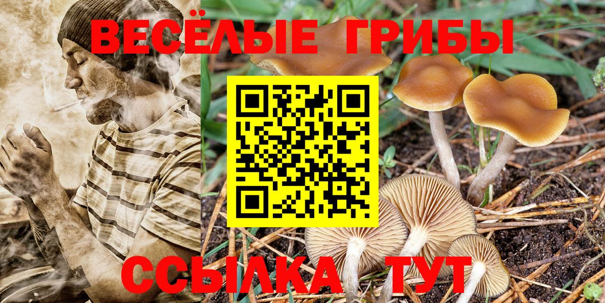 Галлюциногенные грибы Psilocybine cubensis Тихвин